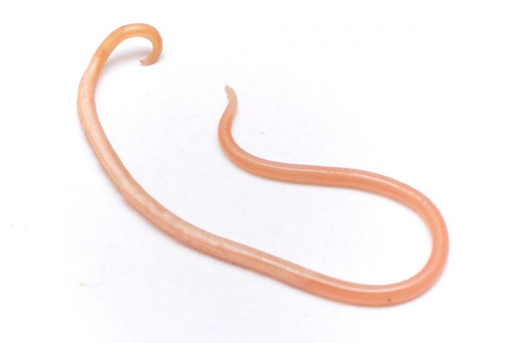 a parasitic worm from the human body