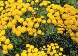tansy of worms