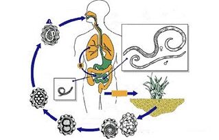 cycle of parasite development in the body