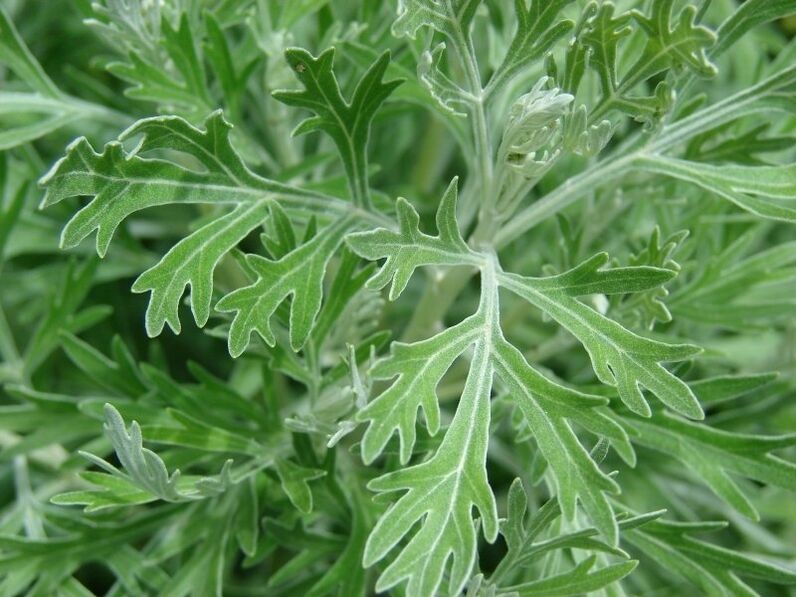 Wormwood for the preparation of tinctures of parasites