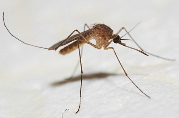 Mosquitoes are the main carriers of parasites on the skin